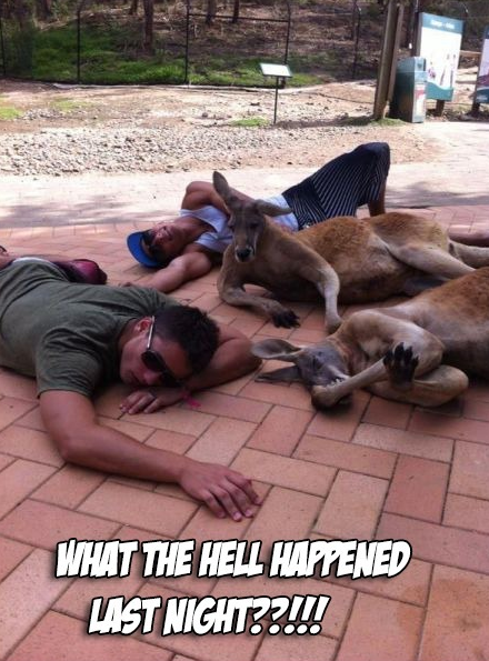 drunk_kangaroos