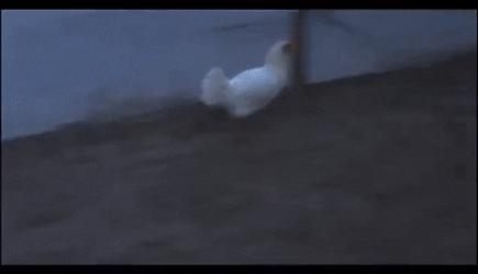 Rocky chases chicken.gif